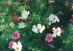 コスモス