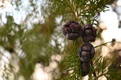 なんだろう？木の実かなぁ