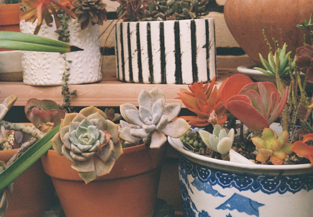 肉付きのいい多肉植物