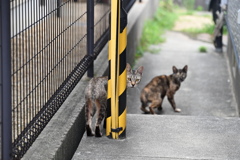 野良猫ブラザーズ
