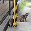 野良猫ブラザーズ