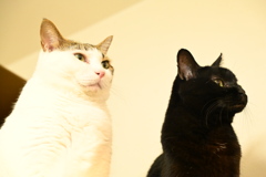 JYOとJu