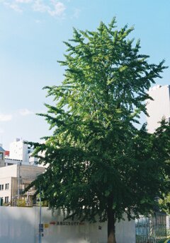 銀杏これから楽しみ