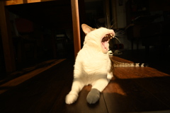 ねこJYO　大あくび