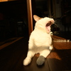 ねこJYO　大あくび