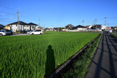 夏の朝散歩道