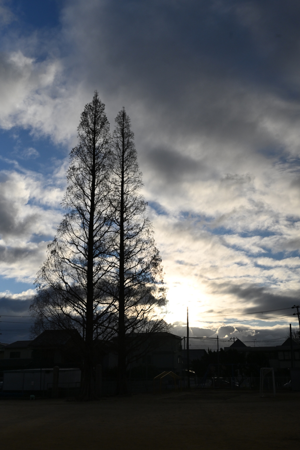 二本のメタセコイヤ