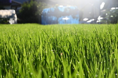 朝露と朝日