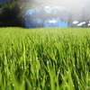 朝露と朝日