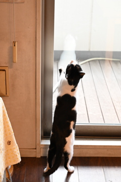 なんかいるよー