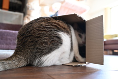 ねこJO