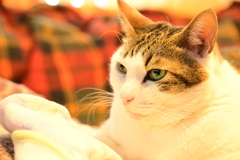 ねこJYO