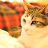 ねこJYO