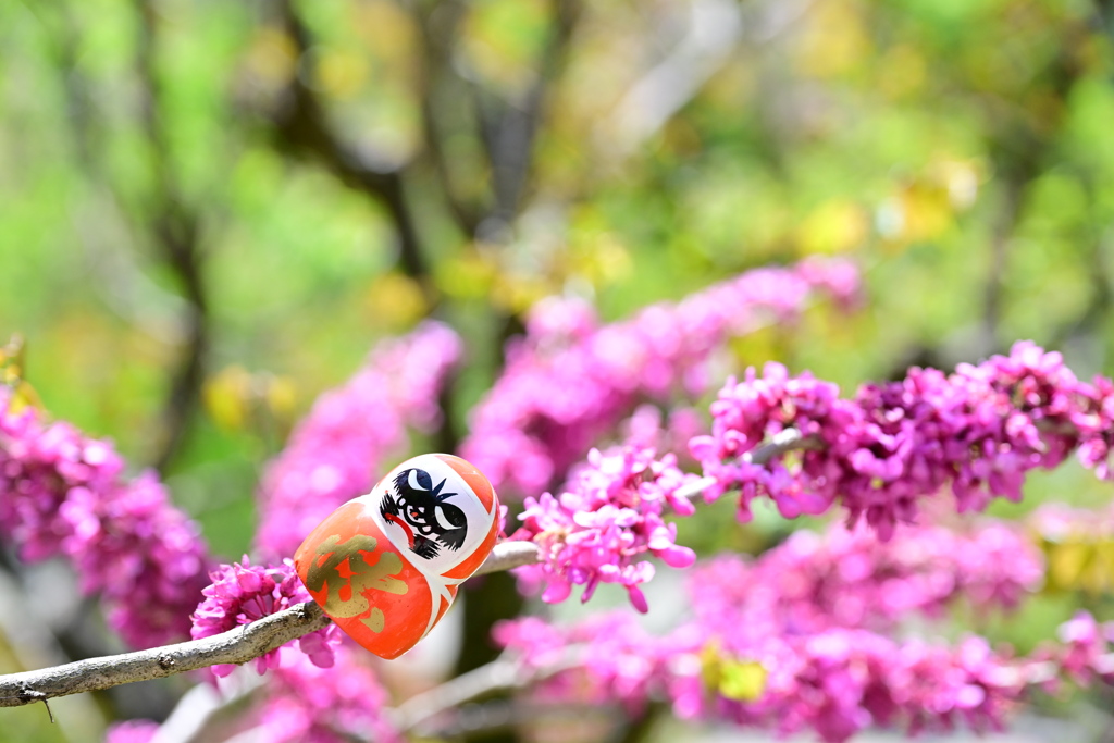 だるまさん④お花みたい