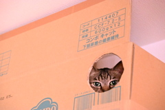 ねこM  こっそり見てます