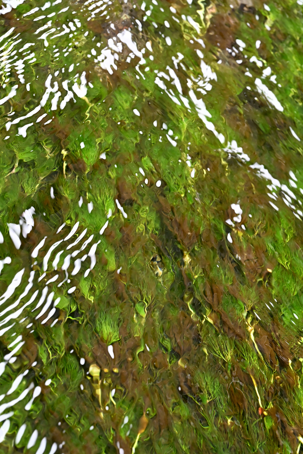 キラキラ水草