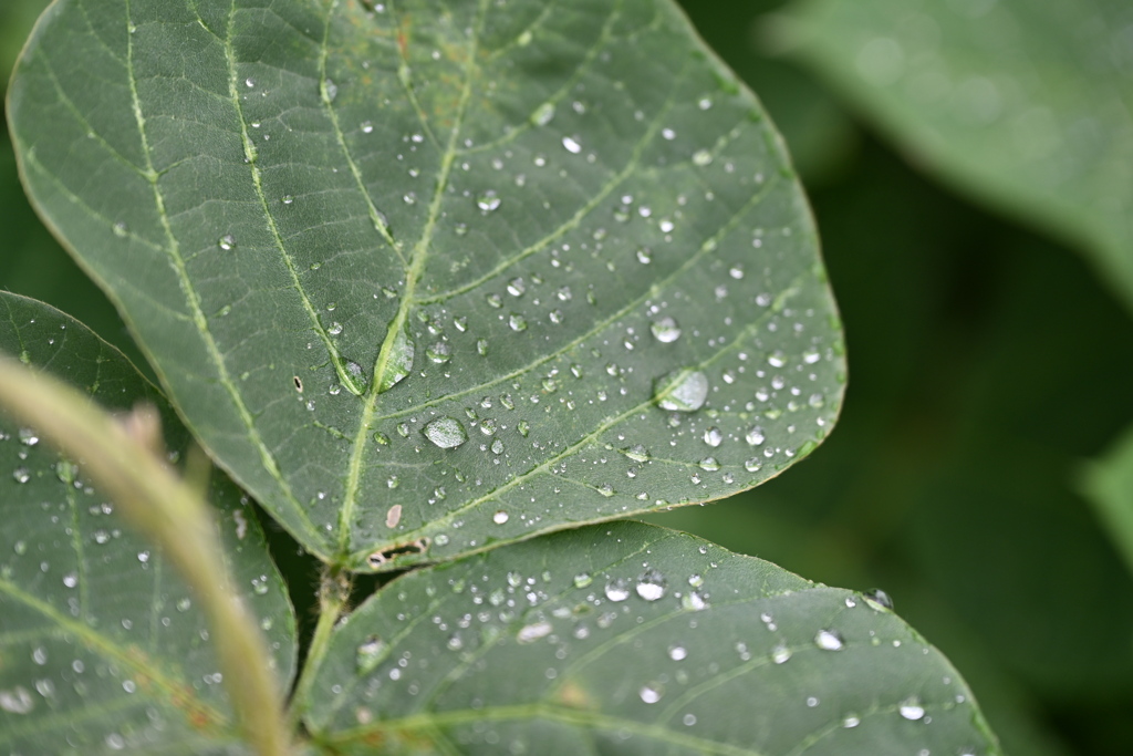 雨上がり　だだの草むらが美しい