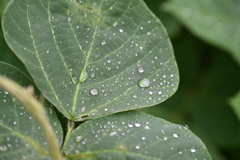 雨上がり　だだの草むらが美しい