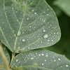 雨上がり　だだの草むらが美しい