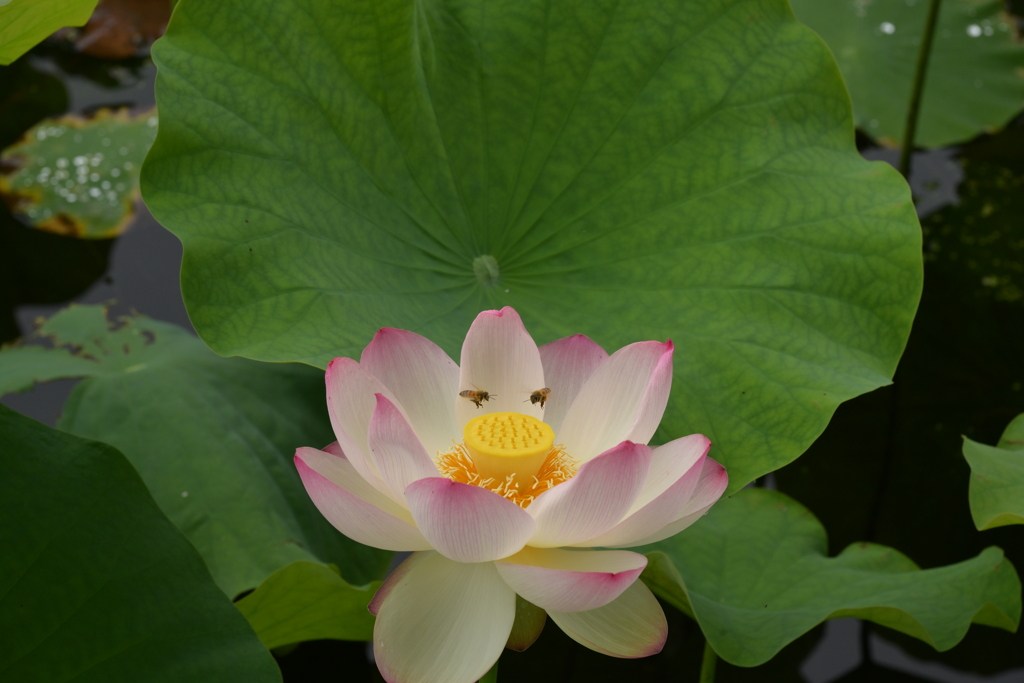 せーのっ！ by とろみママ （ID：13588045） - 写真共有サイト:PHOTOHITO