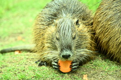都会生まれのヌートリア四か月