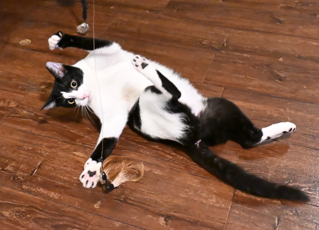 ねこKアクロバティック