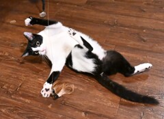 ねこKアクロバティック