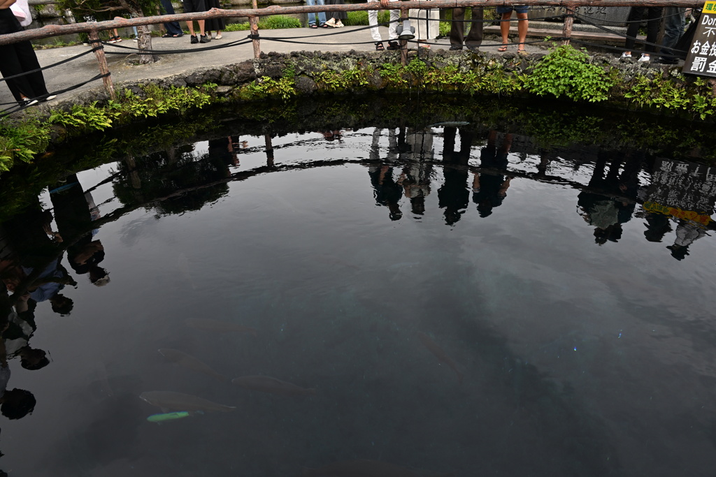 忍野八海　湧池