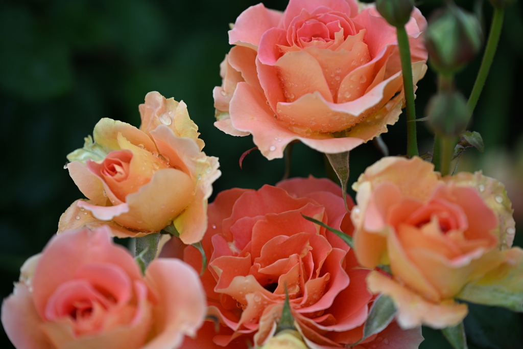 品種名ブラスバンド