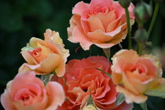 品種名ブラスバンド