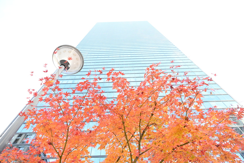 都会の紅葉