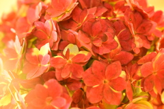 一足早い紫陽花