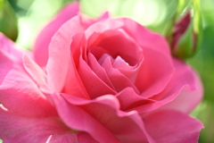 贅沢な香り