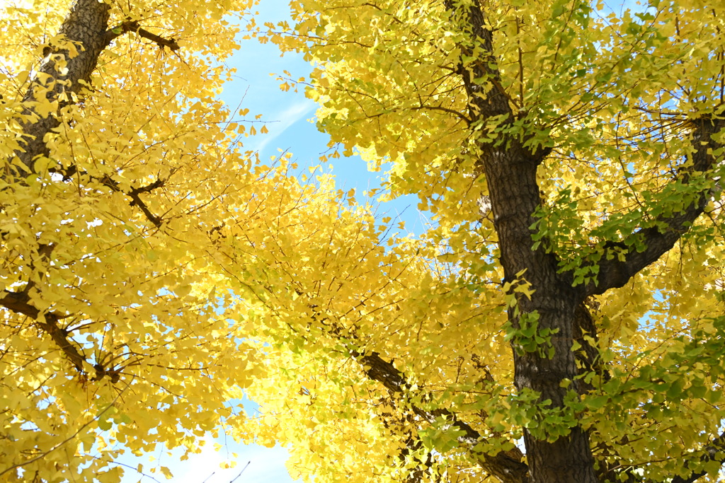 グラデーション