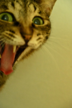 ねこA　今起きてん