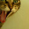 ねこA　今起きてん