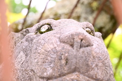 子供トラ