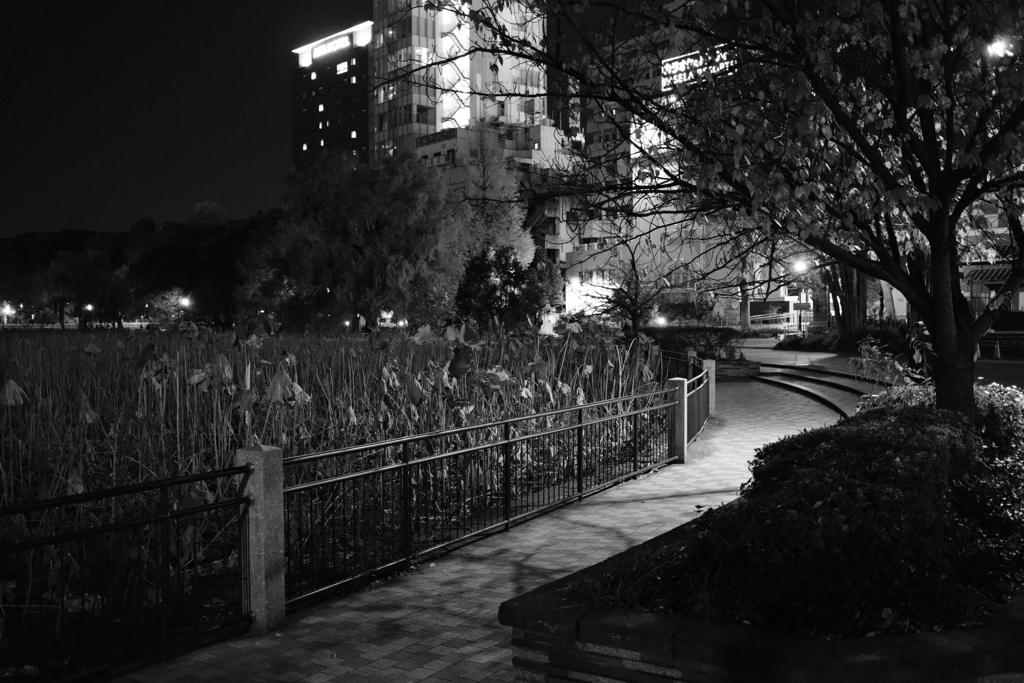 夜の不忍池①