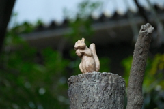 望遠してみりゃ木彫りのリス