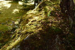 箱根彫刻の森②