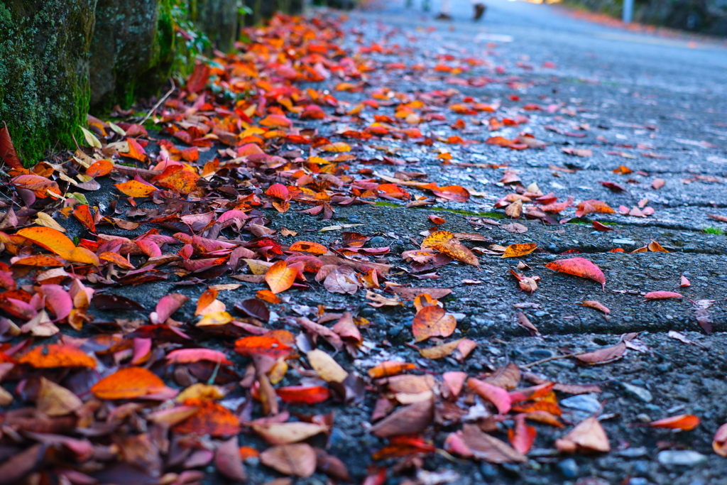 側紅葉