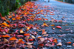 側紅葉