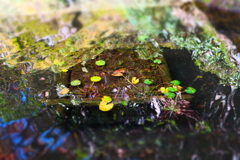 箱根彫刻の森③