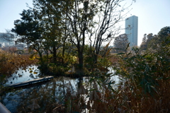 不忍池　カワウの森