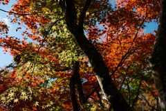 箱根彫刻の森①