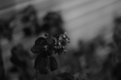 背景はシャッター