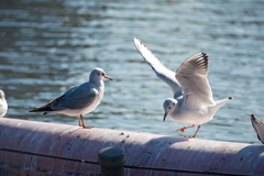 不忍の鳥たち①