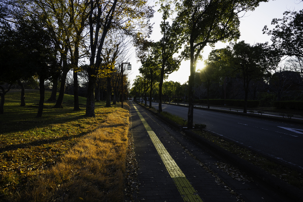 朝日が差し込む散歩道