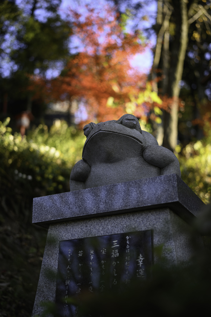 赤いとさか