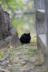 黒猫